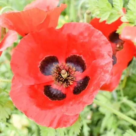 Giabeos Skiathos Troulos